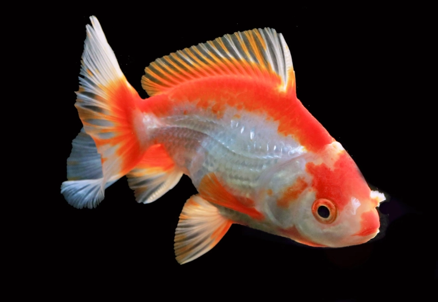 寵物魚 飼養 寵物魚 飼養