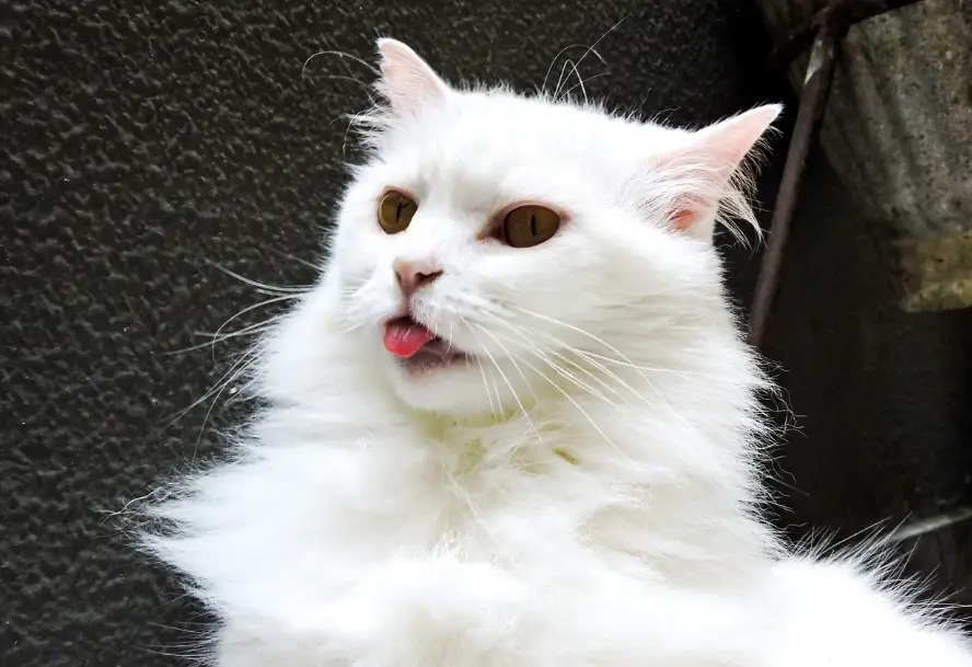安哥拉貓飼養