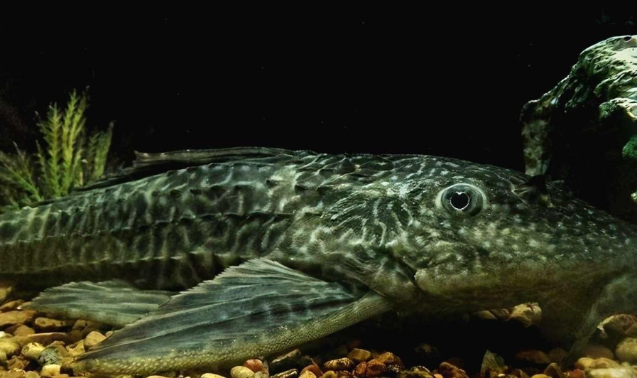 清道夫魚飼養