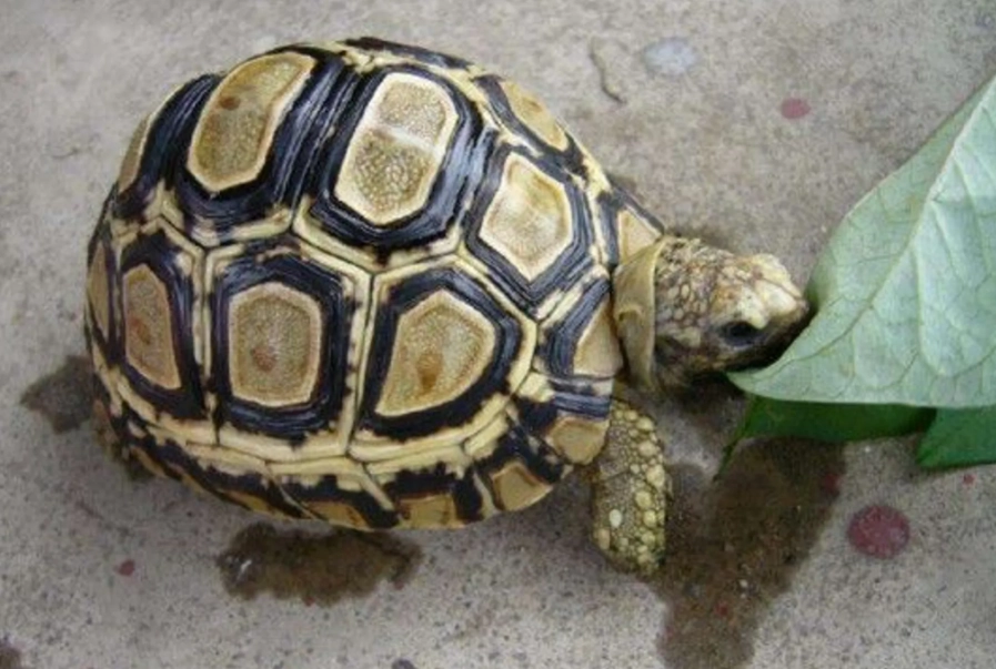 陸龜可以活多久