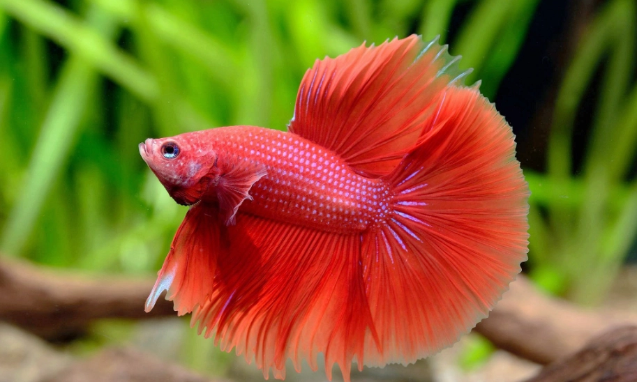 鬥魚換水 鬥魚換水