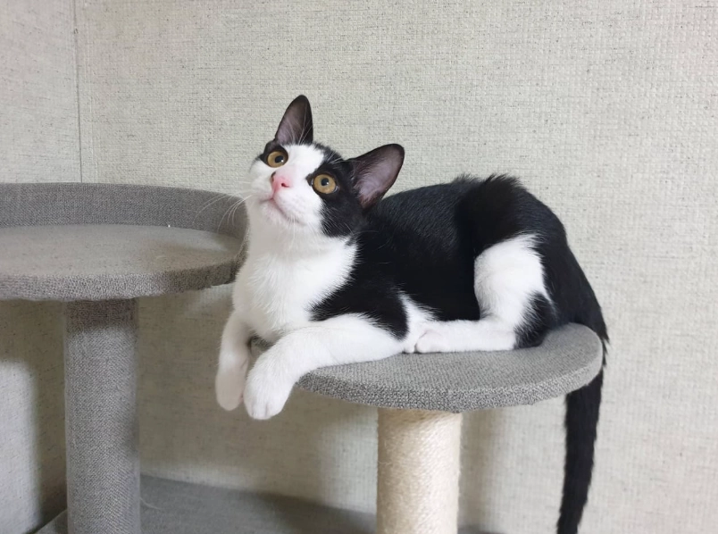 賓士貓飼養 賓士貓飼養
