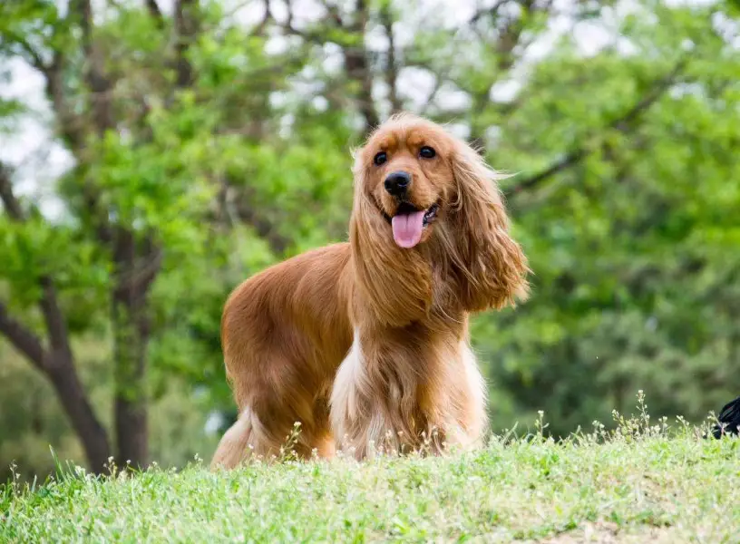 英國可卡犬訓練 英國可卡犬訓練