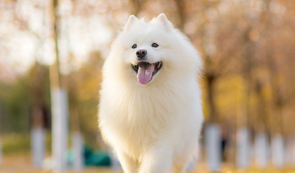 狗犬健康