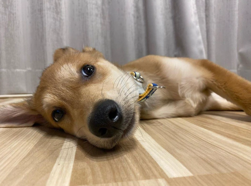 米克斯幼犬訓練