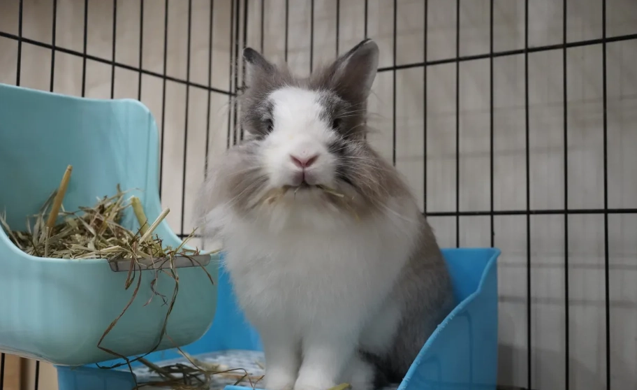寵物兔 寵物兔