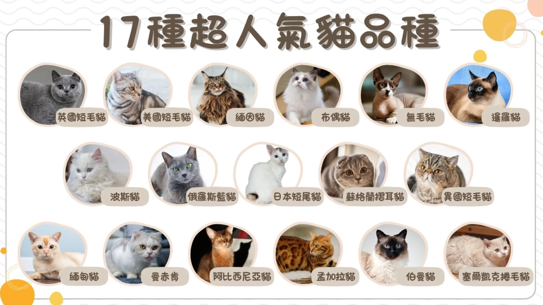 貓身體構造 貓身體構造
