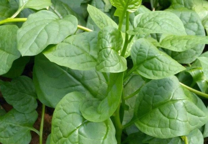 皇宮菜種植 皇宮菜種植