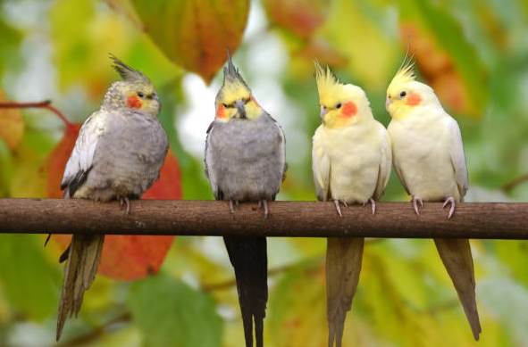 教雞尾鸚鵡說話 教雞尾鸚鵡說話