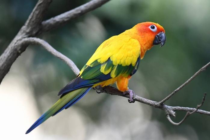 鸚鵡壽命因素 鸚鵡壽命因素