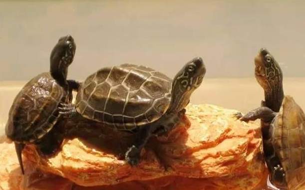 草龜飼養環境 草龜飼養環境