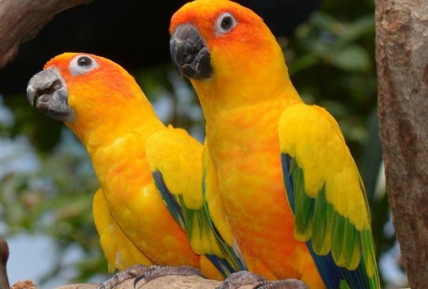 金太陽鸚鵡飼養 金太陽鸚鵡飼養