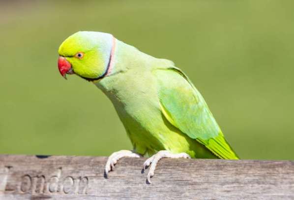 月輪鸚鵡訓練技巧