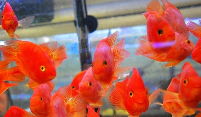 血鸚鵡健康管理 血鸚鵡健康管理