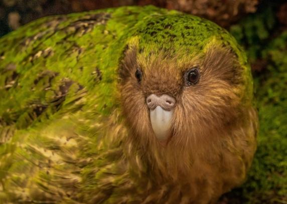 鴞鸚鵡寿命因素 鴞鸚鵡寿命因素
