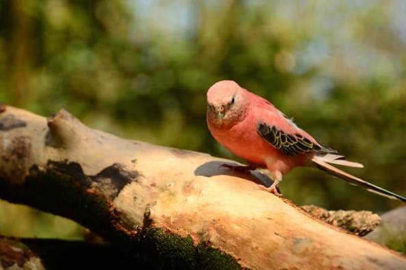 鸚鵡壽命延長 鸚鵡壽命延長