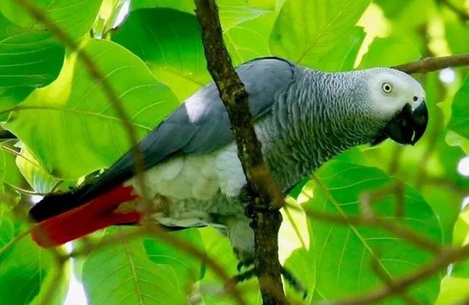 鸚鵡智商測試 鸚鵡智商測試