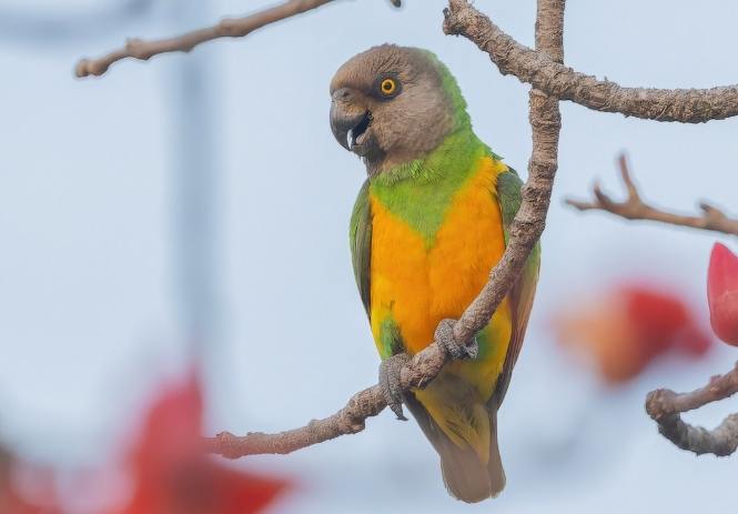 鸚鵡飼養難點 鸚鵡飼養難點