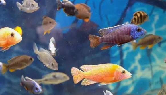 血鸚鵡顏色變化 血鸚鵡顏色變化