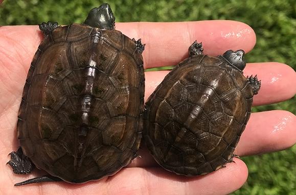 草龜飼養方法 草龜飼養方法