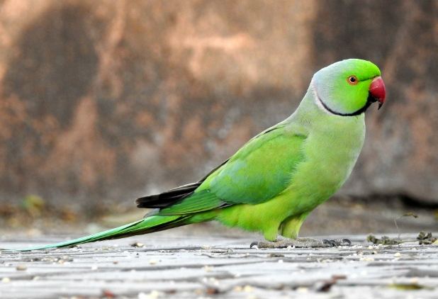 月輪鸚鵡飼養困難 月輪鸚鵡飼養困難