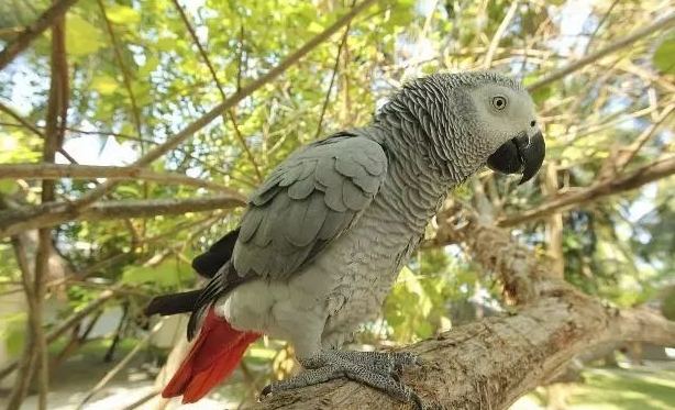 灰鸚鵡智能訓練 灰鸚鵡智能訓練