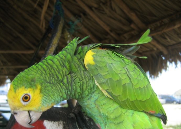 亞馬遜鸚鵡飼養指南 亞馬遜鸚鵡飼養指南