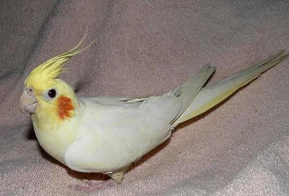 教雞尾鸚鵡說話 教雞尾鸚鵡說話