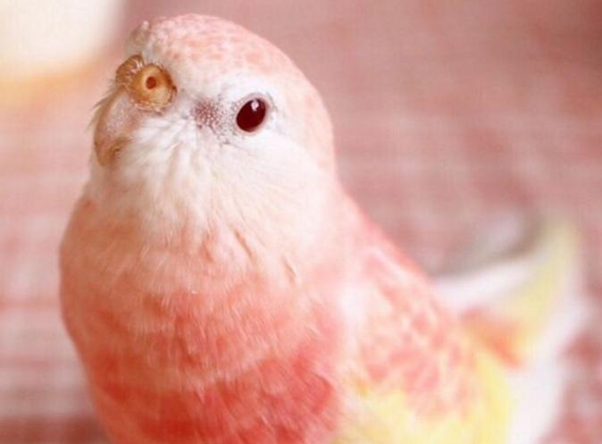 鸚鵡壽命延長 鸚鵡壽命延長