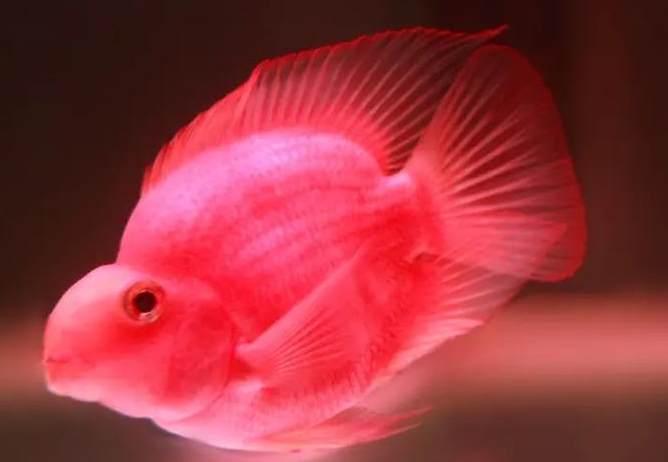 血鸚鵡顏色變化 血鸚鵡顏色變化