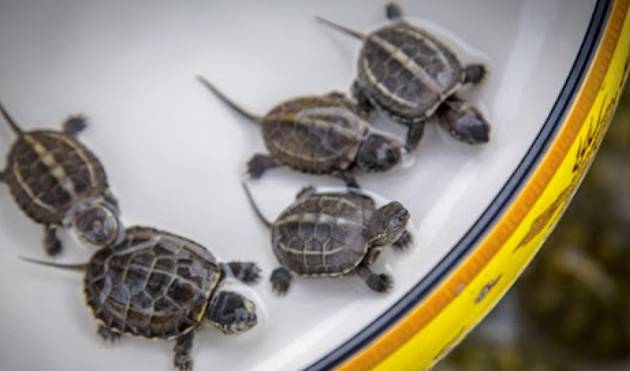草龜飼養方法 草龜飼養方法