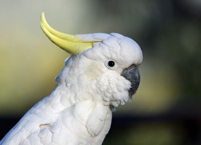 葵花鳳頭鸚鵡飼養 葵花鳳頭鸚鵡飼養