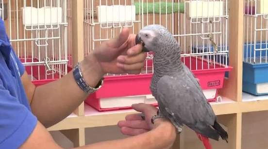 鸚鵡智商測試 鸚鵡智商測試