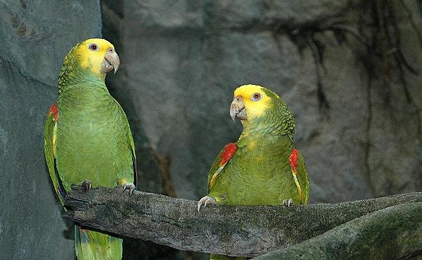 鸚鵡語言訓練方法 鸚鵡語言訓練方法