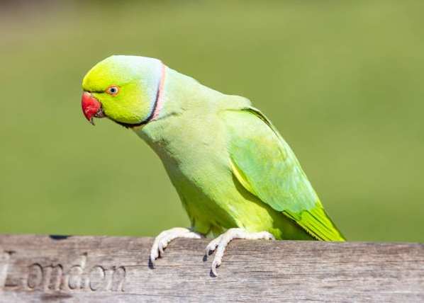 月輪鸚鵡行為問題 月輪鸚鵡行為問題