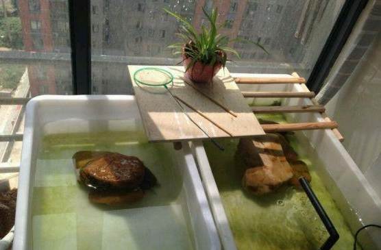 草龜飼養注意事項 草龜飼養注意事項