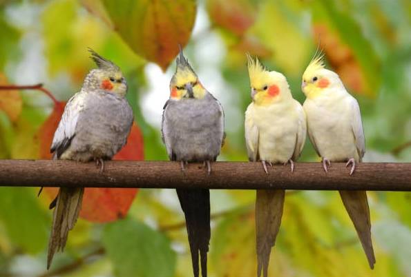 雞尾鸚鵡聰明程度