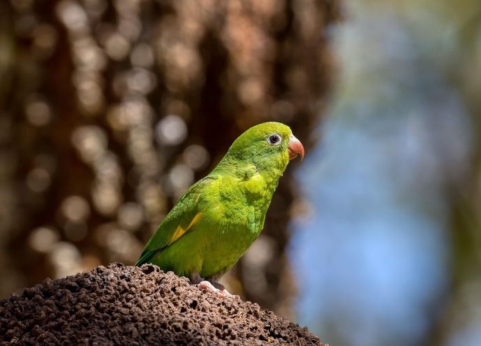 太平洋鸚鵡優點