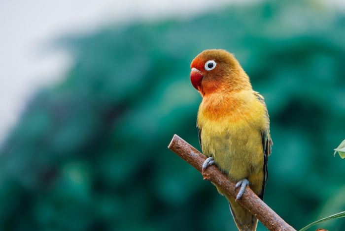 太平洋鸚鵡缺點