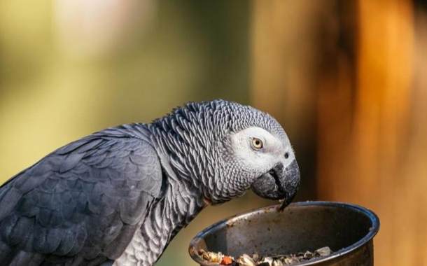 鸚鵡飲食管理