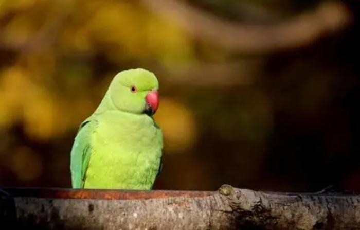 太平洋鸚鵡飼養方法 太平洋鸚鵡飼養方法