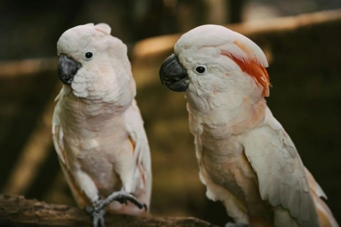 鸚鵡繁殖期營養