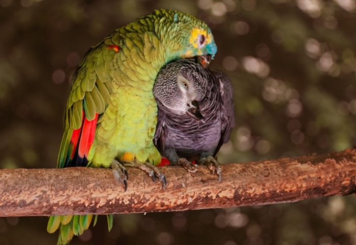 太平洋鸚鵡照顧 太平洋鸚鵡照顧