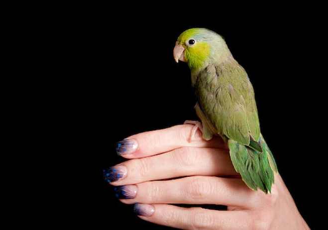 太平洋鸚鵡訓練