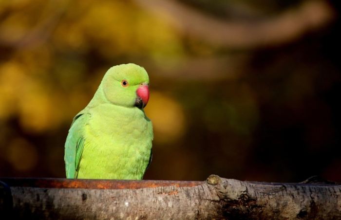 太平洋鸚鵡優點