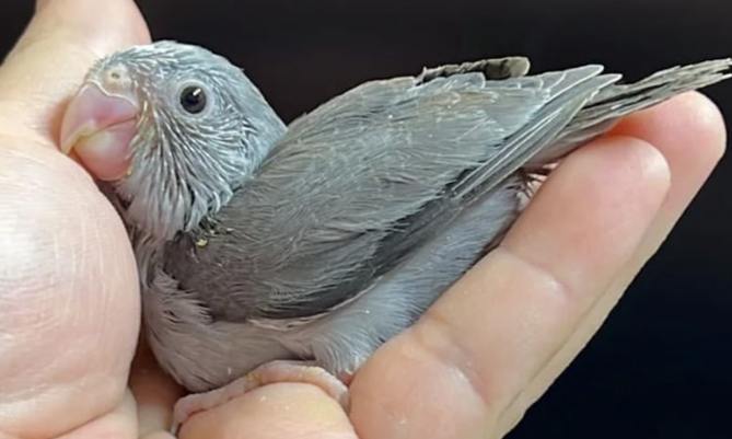 太平洋鸚鵡聰明嗎