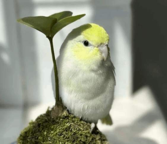 太平洋鸚鵡飼養方法 太平洋鸚鵡飼養方法