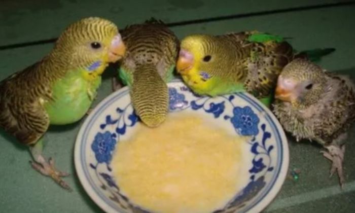 鸚鵡發情期飲食