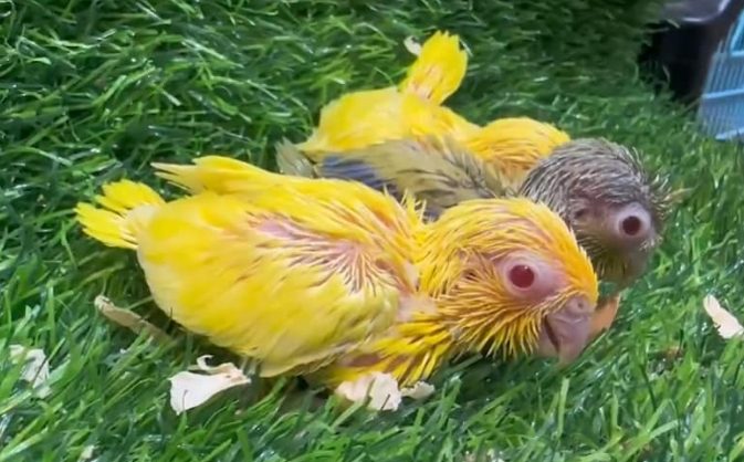 太平洋鸚鵡訓練