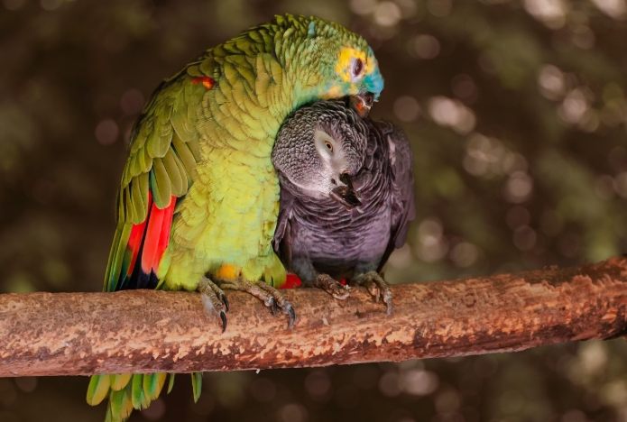 太平洋鸚鵡飼養
